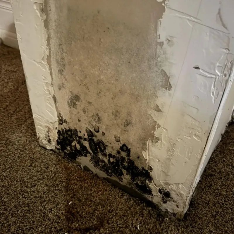 Professional Mold Removal in Susquehanna, PA